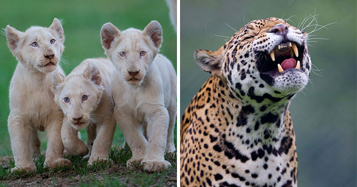 40 Stunning Moments From Nature I Captured Without Expensive Equipment