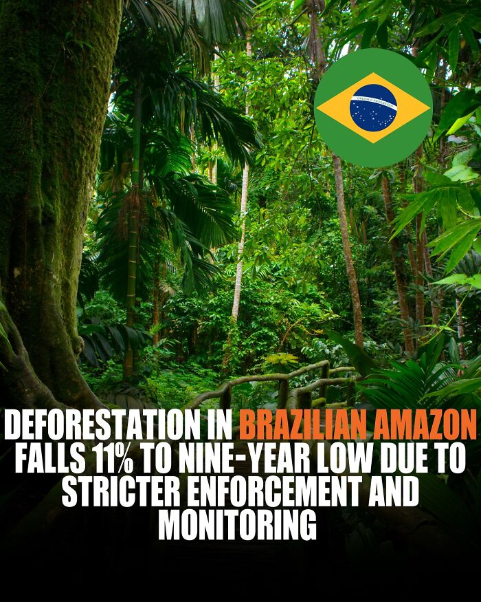 Lush Brazilian Amazon forest with a pathway, highlighting deforestation facts and environmental monitoring efforts.
