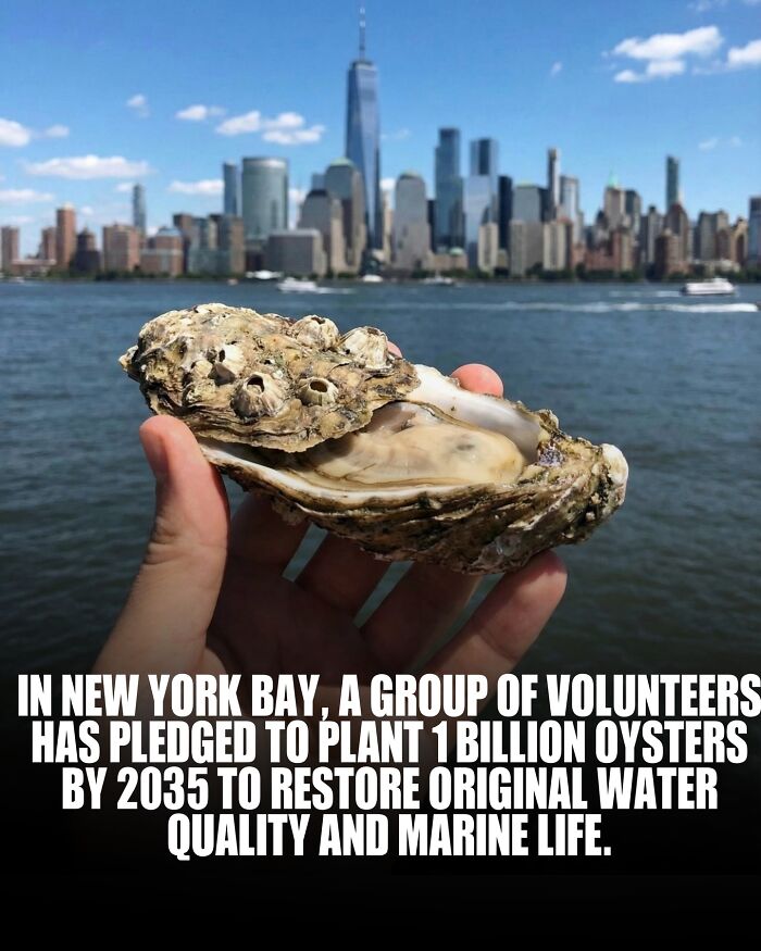 Hand holding an oyster in New York Bay with city skyline in background representing new knowledge and facts about the world.