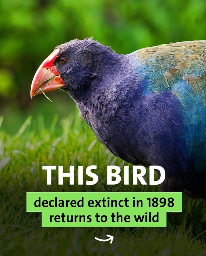 Colorful bird declared extinct in 1898 makes a remarkable return to the wild, a fascinating world fact.