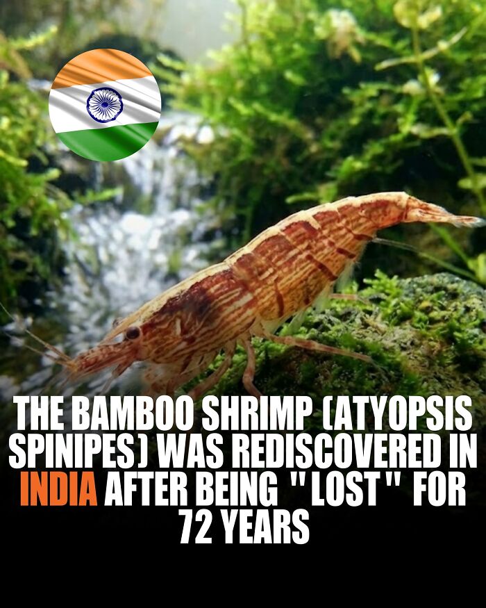 Close-up of bamboo shrimp underwater with lush green plants, highlighting new knowledge about world facts and discoveries.