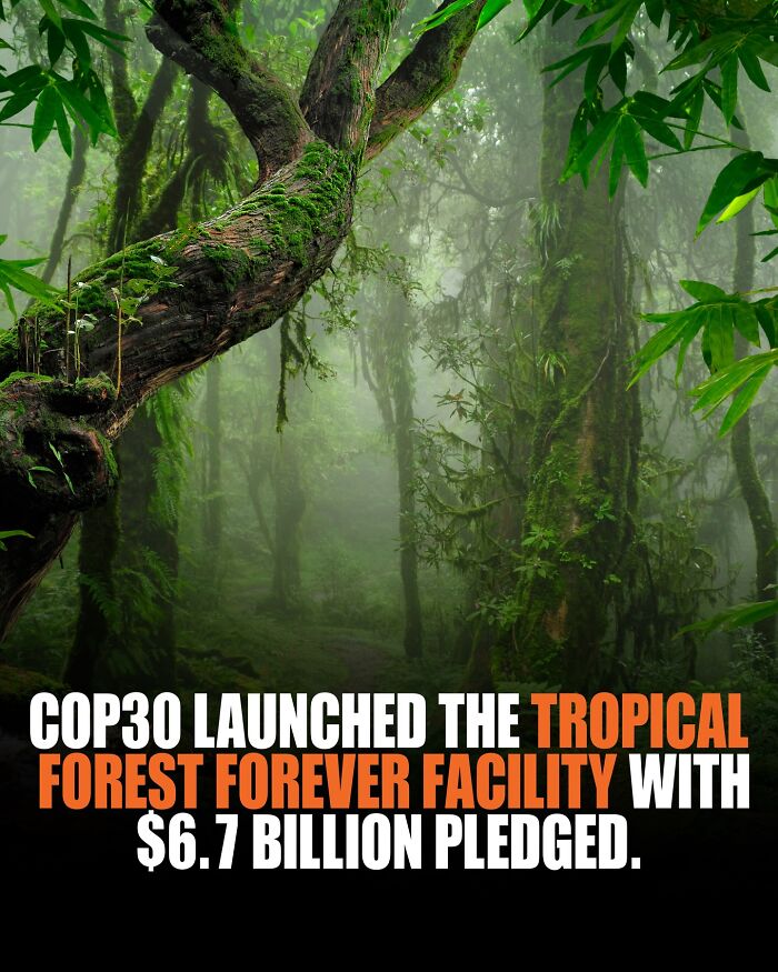 Lush tropical forest scene with dense green foliage, highlighting knowledge and facts about the world environment.