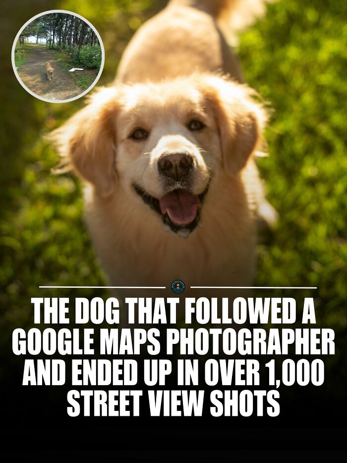 Golden retriever smiling outdoors, featured in over 1,000 street view shots by Google Maps photographer.