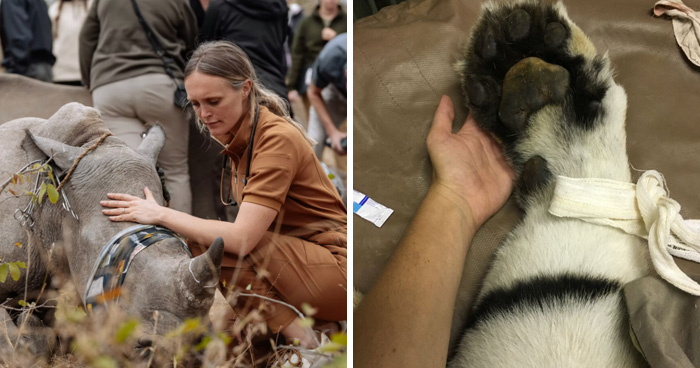 I’m A Wildlife Vet And These 10 Unbelievable Parts Of My Job Are 100% Real
