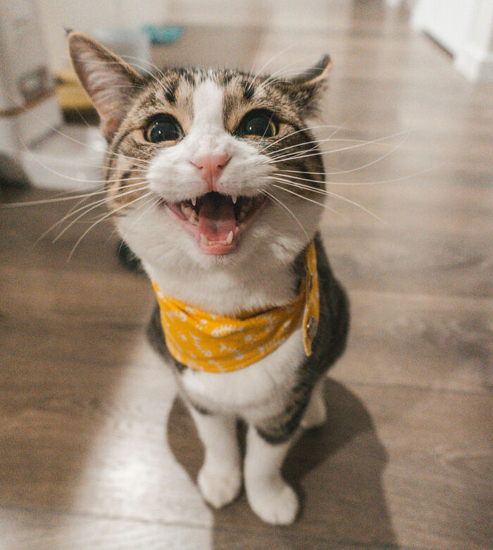 Happy cat wearing a yellow scarf, symbolizing small decisions that changed the course of people's lives online.