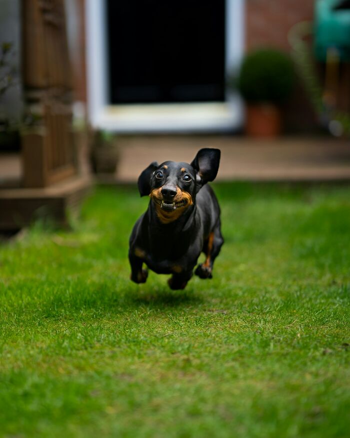 Running dachshund in mid-air over grass with a goofy expression, capturing crazy airport stories energy.