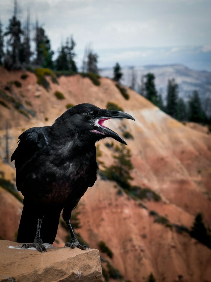 Close-up of a black crow with its beak open perched on a rock, illustrating disturbing truths in a natural landscape.