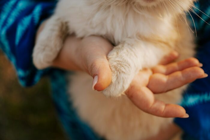 Mano sosteniendo pata de gato, simbolizando manifestaciones instantáneas de karma satisfactorias.
