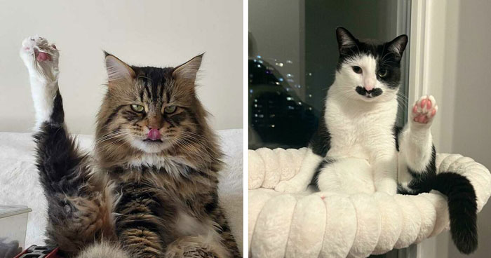 43 Cats That Look Like They’re Questioning Everything In The Universe