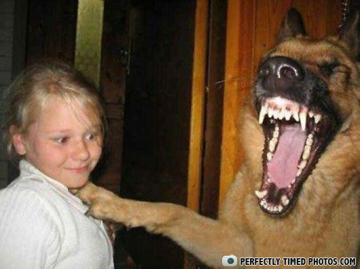 Young girl smiling as a German Shepherd dog appears to laugh with mouth wide open in a perfectly timed photo.