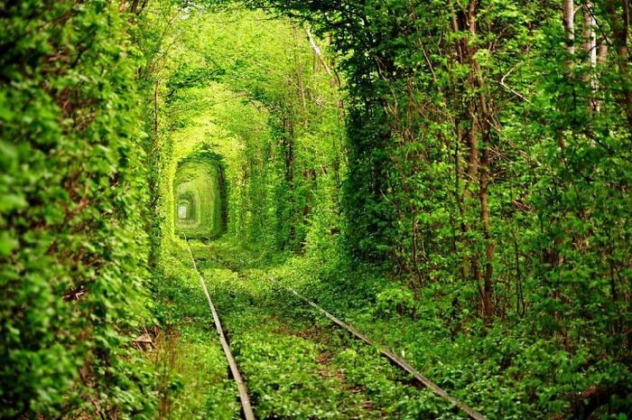 Lush green tunnel of trees and plants covering old railway tracks, a natural place that looks AI generated but is real.