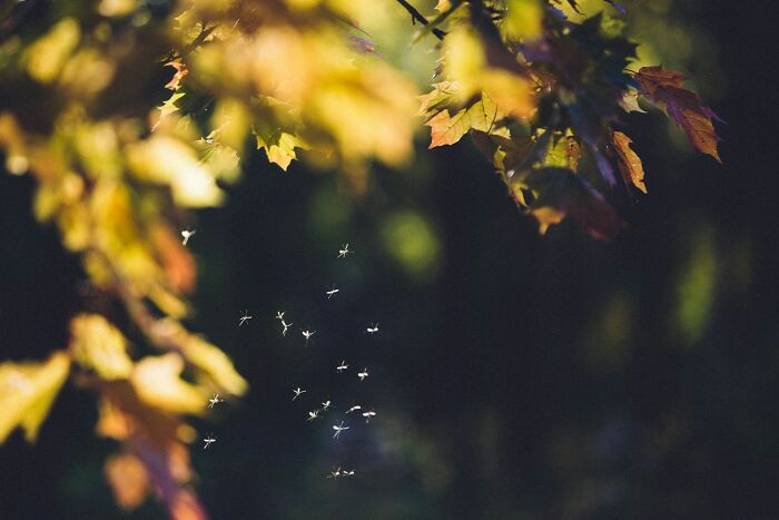 Mosquitoes flying near autumn leaves in soft sunlight, illustrating true stories that sound made up but actually happened.