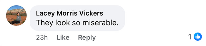 Facebook comment reading they look so miserable, reacting to Melania and Donald Trump's Christmas card online.