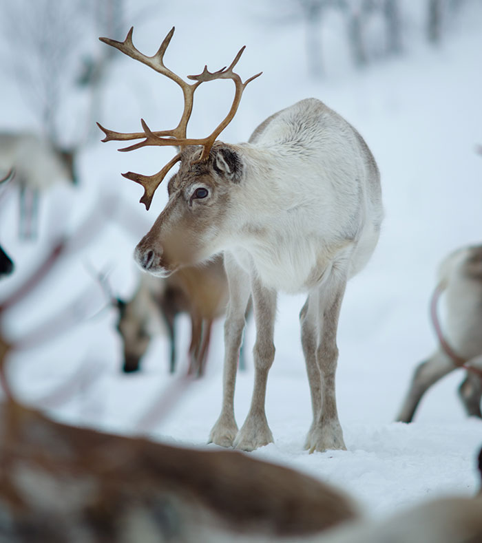 Reindeer standing in snow with blurred background, illustrating myths foreigners believe about people from different countries.