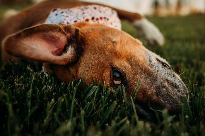 Close-up of a dog lying on grass, showcasing one eye and ear in one of the best dog photos by pet photography awards.