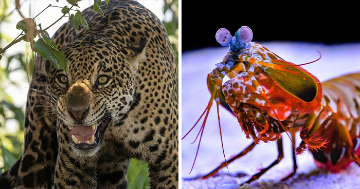 15 Nature’s Most Formidable Predators