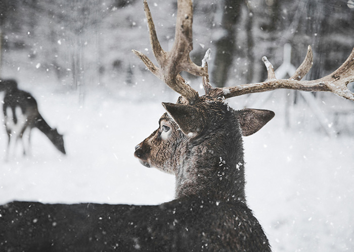 Reindeer with large antlers standing in snowy forest, illustrating the gender of Santa&rsquo;s reindeer Rudolph discussion.