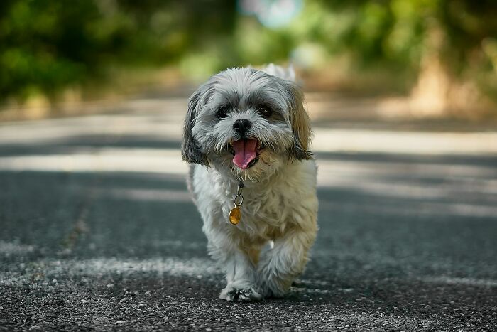Small fluffy dog walking on a path with blurred background, capturing moments of dark secrets revealed.