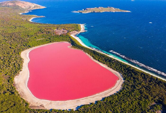 Aerial view of a pink lake surrounded by greenery and ocean, one of the places that look AI generated but are real.