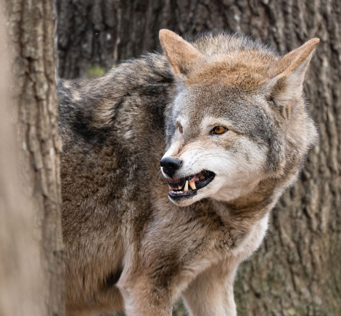 Close-up of a snarling wolf in the wild, capturing a scary moment that could leave people traumatized by fear.