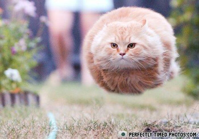 Fluffy orange cat captured mid-air in a perfectly timed photo, appearing to float above the grass.