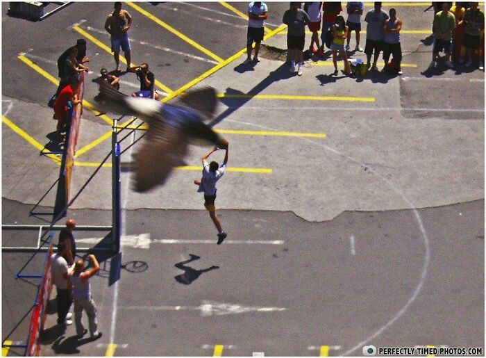 Blurry bird flying over a basketball court with players and spectators watching a perfect timed photo moment.