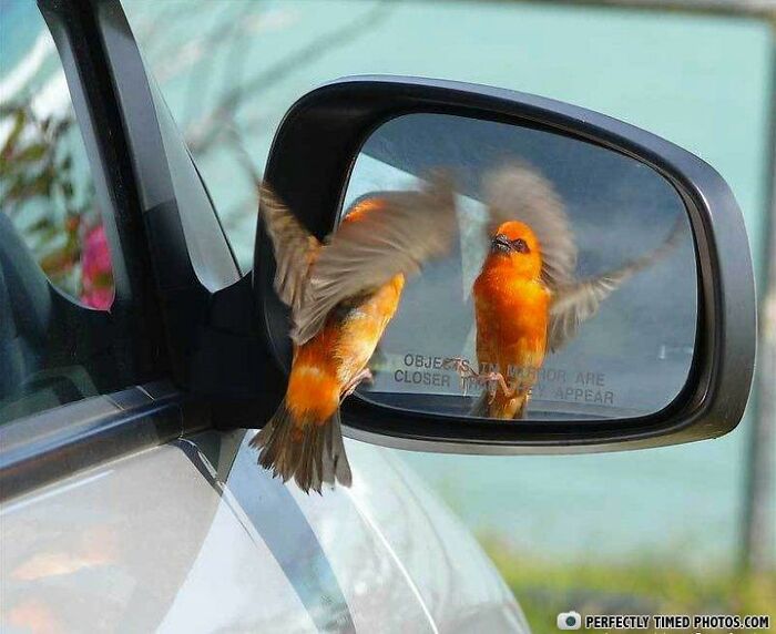 A perfectly timed photo of a bright orange bird flapping its wings captured in a car's side mirror reflection.