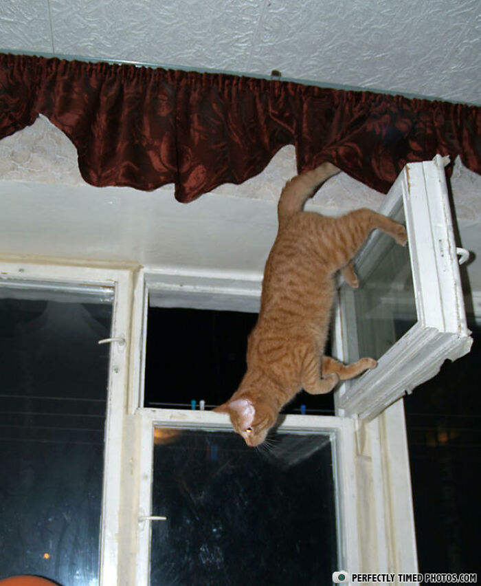 Orange cat hanging from an open window frame, captured in a perfectly timed photo showing a daring moment.