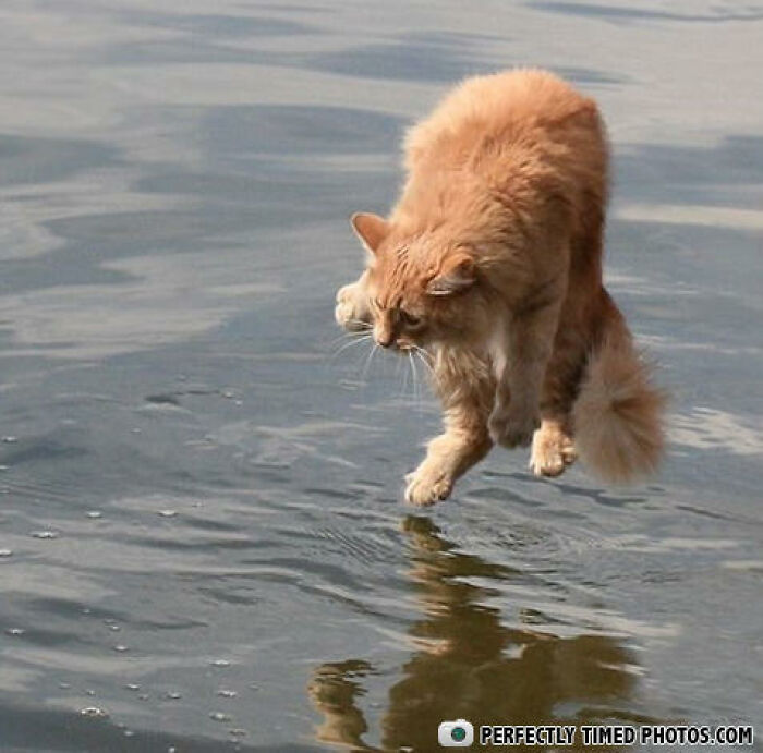 Orange cat captured in a perfectly timed photo, midair above water, creating a striking reflection on the surface.