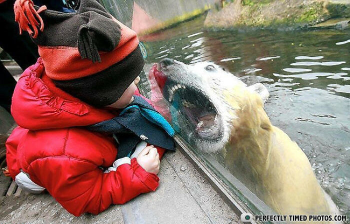 Child in red jacket closely faces a polar bear through glass in a perfectly timed photo capturing a striking moment.
