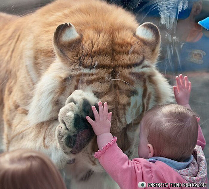 Baby touching glass as giant tiger paws gently press against it, a perfectly timed photo capturing an impressive moment.