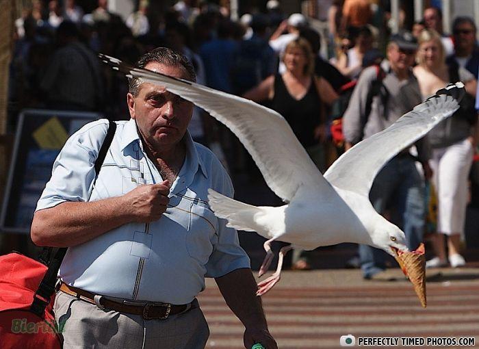 Man reacting as seagull steals ice cream cone, capturing a perfectly timed photo in a busy outdoor setting.