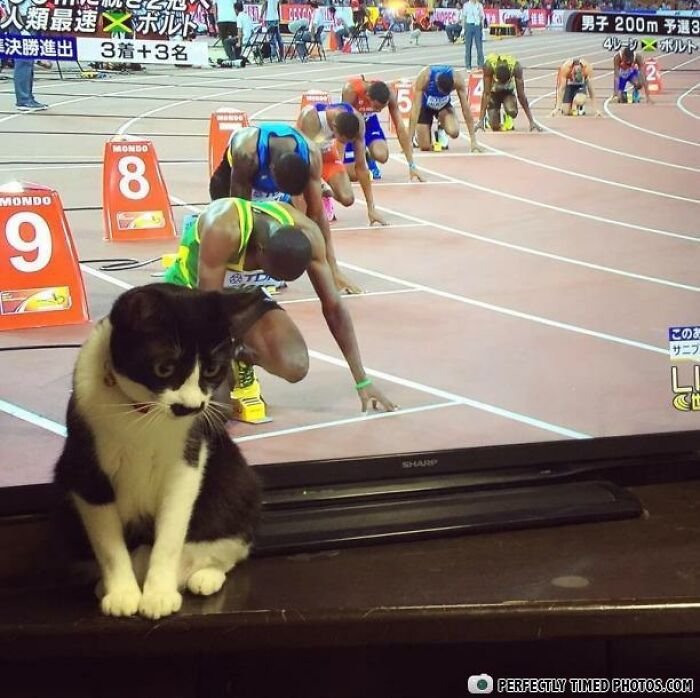 Cat sitting in front of a TV showing runners at the starting line, a perfect example of perfectly timed photos.