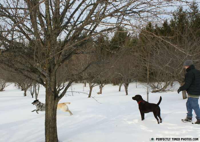 Man in winter clothes with three dogs playing in snow in a perfectly timed photo capturing their joyful movement.