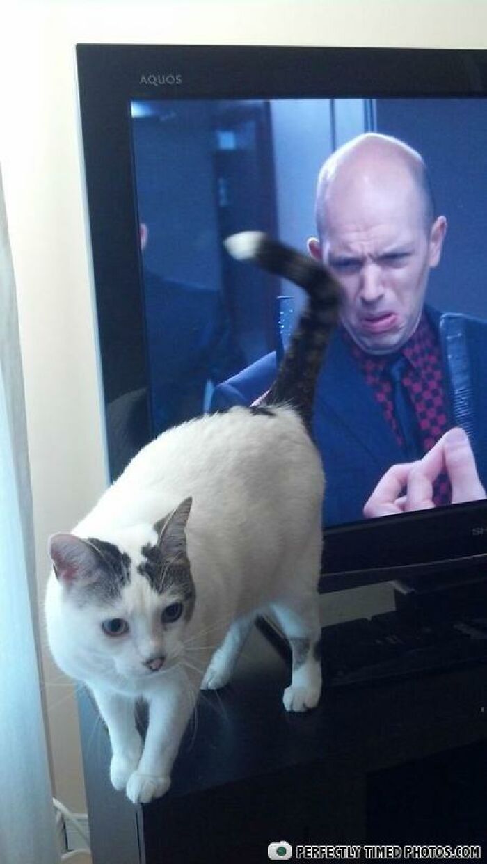Cat walking in front of a TV showing a man making a funny face captured in a perfectly timed photo.