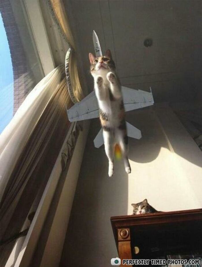 Cat captured in perfectly timed photo appearing to fly like a jet with another cat watching from a table below.