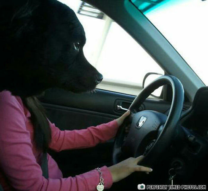 Person with dog head illusion driving a car, a perfectly timed photo capturing a truly impressive moment.