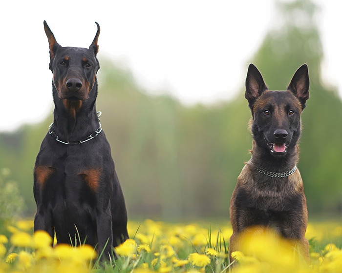 Two alert dogs sitting in a field of yellow flowers, highlighting concerns about chopped-off ears and animal cruelty.
