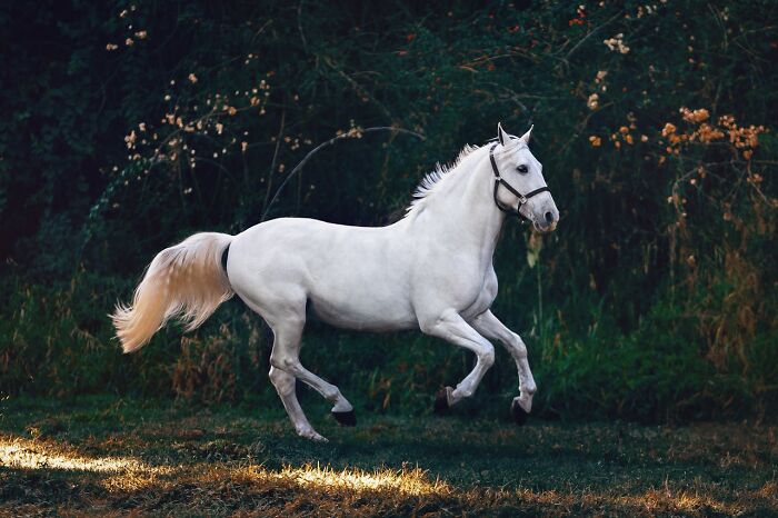 White horse running in a dark forest setting, symbolizing disturbing truths that keep you up at 2 AM.