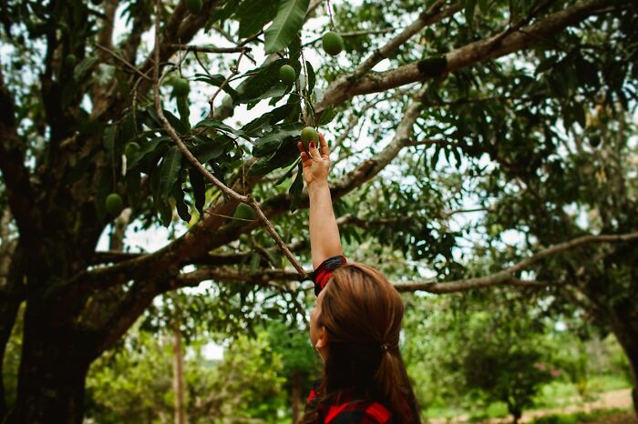 Person reaching up to pick green mangoes from a tree, illustrating entitlement in a natural outdoor setting.