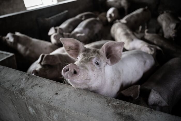 Pigs crowded in a dimly lit pen, highlighting disturbing truths about animal farming conditions and horrifying information.