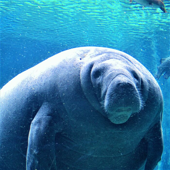 Manatee underwater surrounded by fish, illustrating one of the crazy facts people online share about marine life.