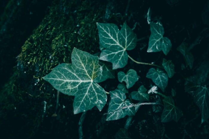 Dark green ivy leaves with visible veins growing in mossy, shadowy forest setting, illustrating sneaky acts of revenge concept.