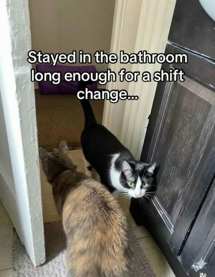 Two cats in a bathroom doorway with text meme about staying in the bathroom long enough for a shift change, funny stress relief meme.