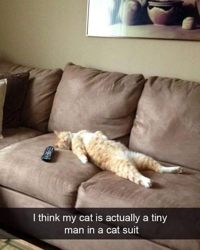 Cat lying stretched out on a couch next to a remote, evoking random pics that make you laugh before you know why.