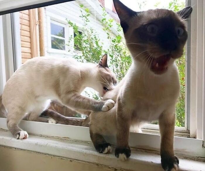 Two Siamese cats by an open window, one biting the other's back, creating a funny and random moment.