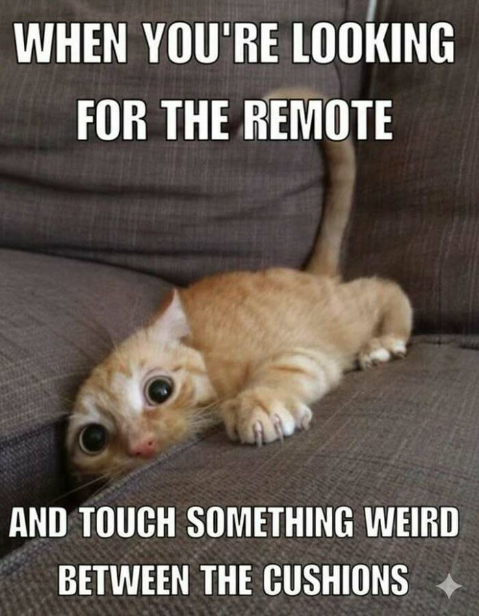 Cute orange cat with wide eyes looking between couch cushions, featured in funny memes that make you forget stress.