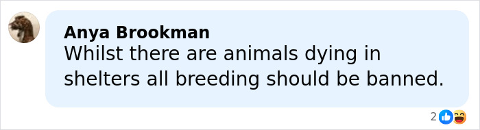 Comment by Anya Brookman criticizing dog breeding and advocating for banning it due to animal welfare concerns.