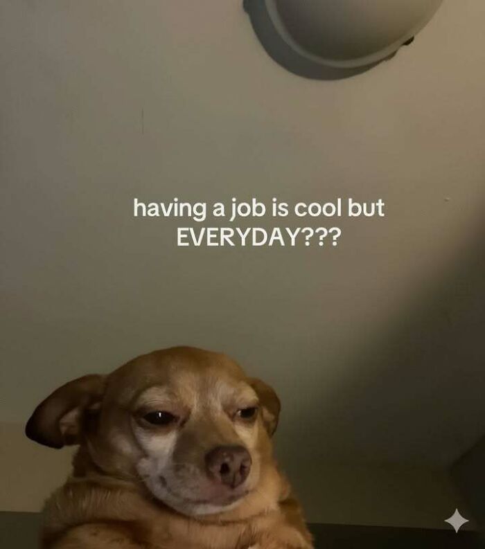 Small dog with a skeptical expression and text about job stress, part of hilarious memes to relieve stress.