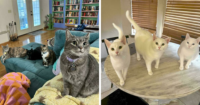 59 Times Cats Formed Suspicious Groups And Definitely Knew Something We Didn’t